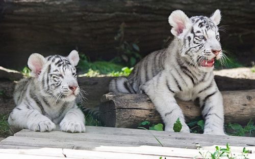 بزرگترین باغ وحش روسیه ۱۵۳ ساله می‌شود